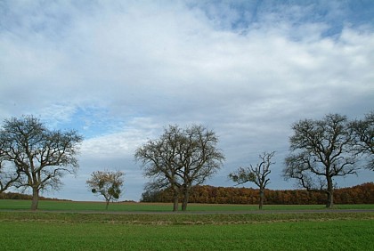 Circuit n°6: Pays d'Armance, à la découverte d'un village perché