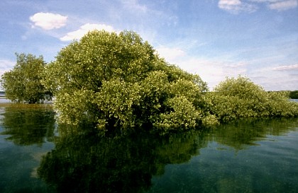 Les portes de la Forêt d'Orient