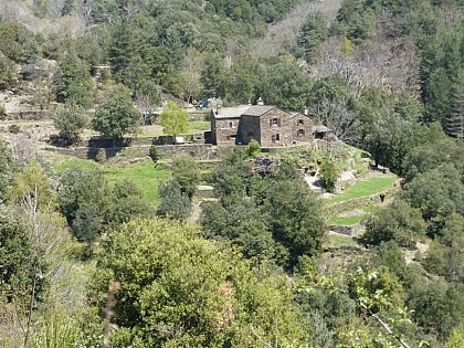 Le mulet Grisou