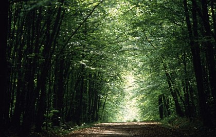 Du Pays d'Othe à la forêt de Chaource