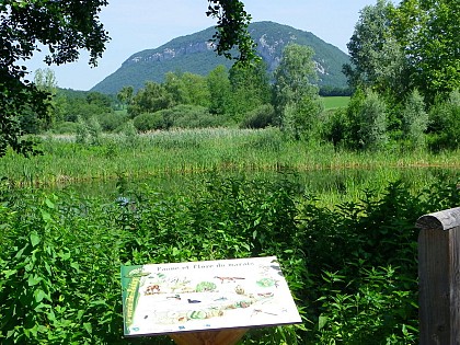 Marais de Poisy