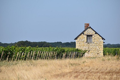 Montlouis-Sur-Loire - Entre Loire et vignes - Petit circuit