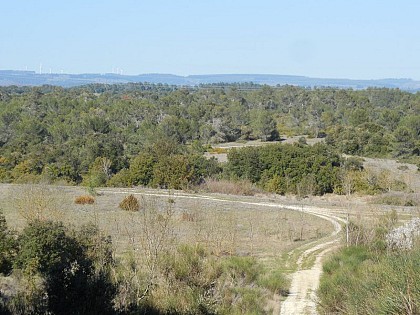 A Travers la garrigue