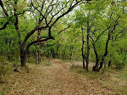 Sentier de Fontaliès-Le Bosc - Monteils