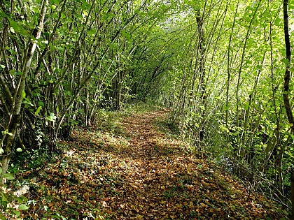 Sentier botanique entre les deux moulins - La Rouquette