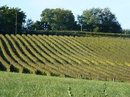 Châteaux et vignobles du Madiran (cyclotourisme)