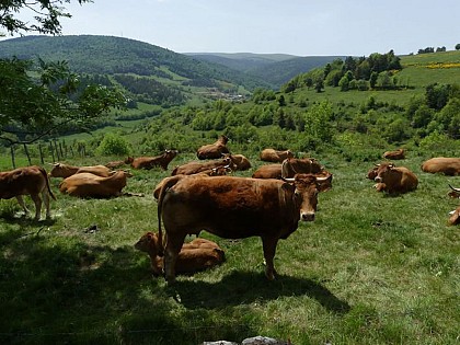 Mazel, station Mt Lozère