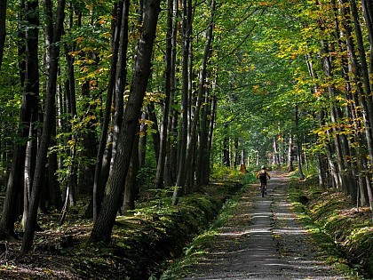 CIRCUIT VTT N°83 LA NIVALLÉE