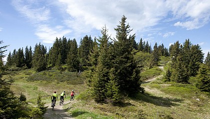 Cross Country MTB - Bois de Covetan