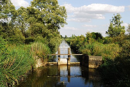 Les marais de Saint Gond depuis Châlons en Champagne