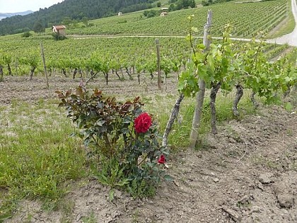 The vineyard path
