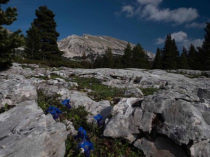 The Grand Veymont from the Beure plateau