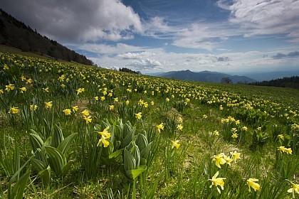 The Ecouges and the Fessole meadow