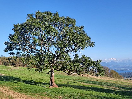 Circuit randonnée : Grilly - Le Mont-Mourex