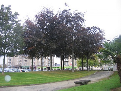 Pédestre - CAUE - Promenade "Les arbres, la ville et nous"