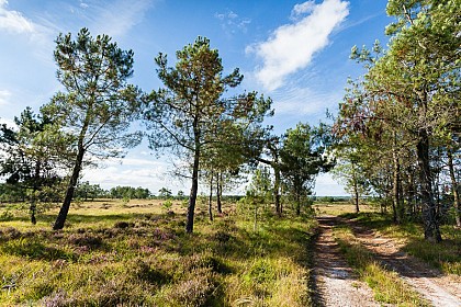 Les landes de Millières - Randonnée