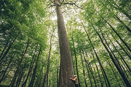 Le Chêne de l'Ecole Hike - Pays du Perche Ornais