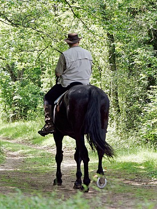 Bois et châteaux