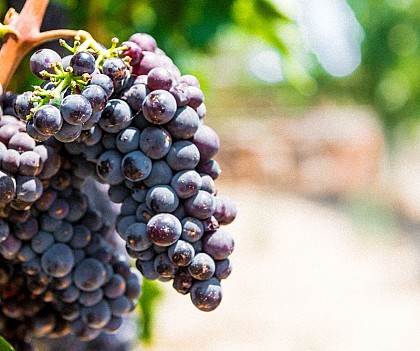 Des vignes à l’Argens à vélo