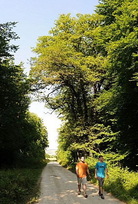 De la vallée à la forêt
