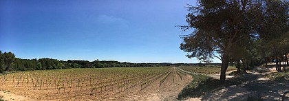 FTT - A la découverte des Coteaux de Bessilles et de l'Abbaye de Valmagne