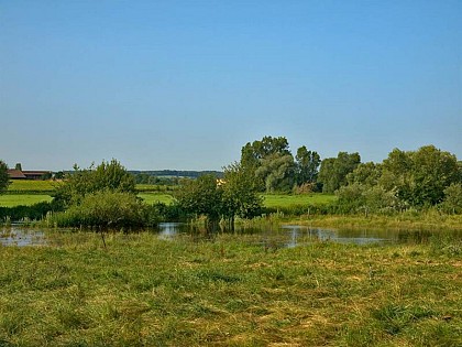 Via aggripa
