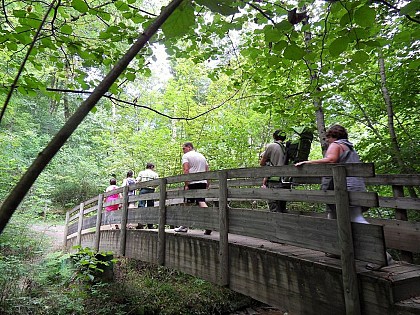 Bois de Mixe / Amikuzeko oihana