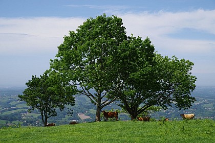 Ezkandrai