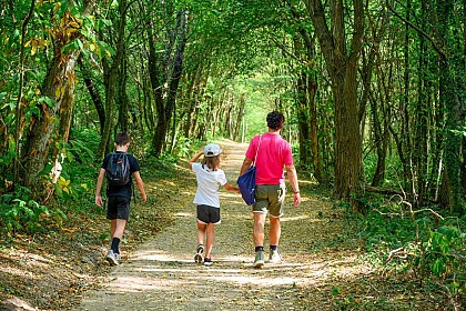 La forêt de Vallin