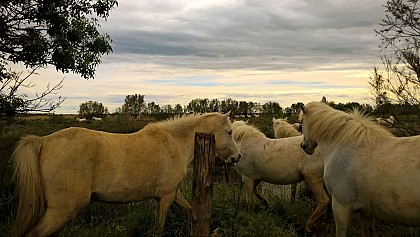 F3R-HAE - Sur le sentier des tamaris de Lattes à Palavas