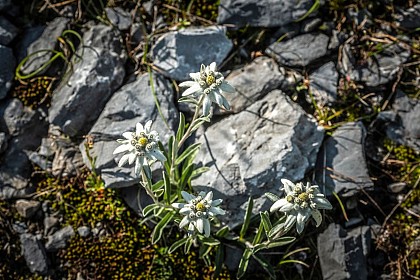 Le jardin aux Edelweiss