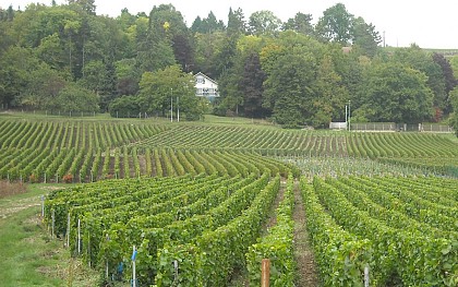 The gates of champagne in Île-de-France