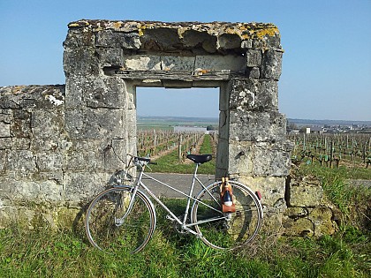 Découverte de l'AOC Saumur Rouge