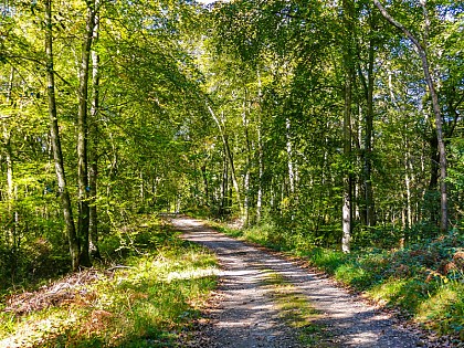 Bois de Bénéjacq