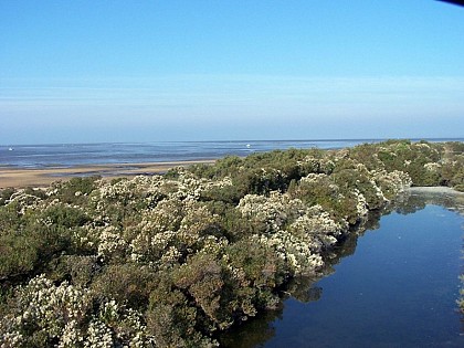 Au Teich, comme un oiseau sur le sentier du littoral