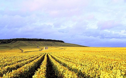 Route touristique du Champagne : Côte des Blancs