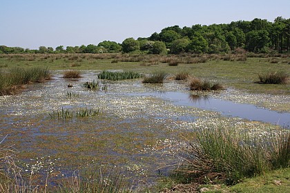 Sentier entre Marais et Bocage : Petite Boucle (Brière)