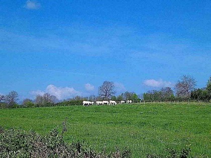 Huttopia Etang de Fouché: Balade campagnarde sur les hauteurs d'Arnay le Duc