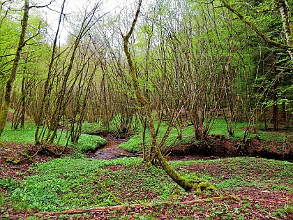 Huttopia Etang de Fouché: Le creux de la Pierre de la forêt de Buan