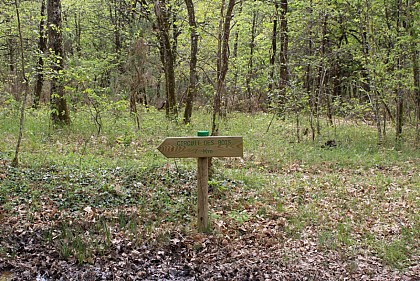 Circuit des bois de Margueron