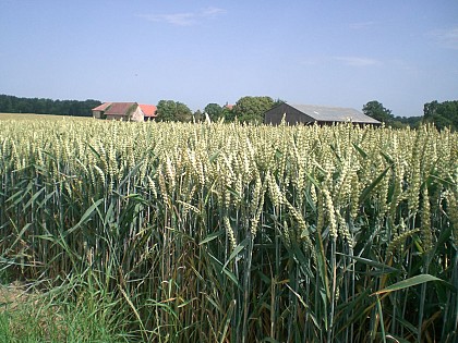 Richebourg - Lavoirs et sources du Sausseron