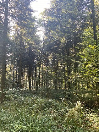 Les Bugnoz