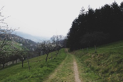 Randonnée - Entre vignoble et vergers