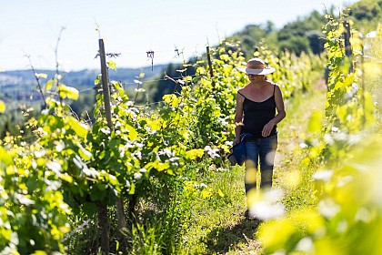 The Côte 425 wine trail