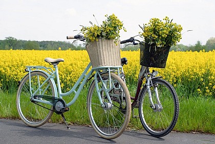 Circuit Alsace à vélo - Boucle transfrontalière « Parc Rhénan »
