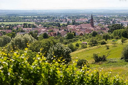 The Coteaux du Vieil-Armand wine trail