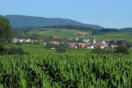 Circuit de découverte de Rorschwihr