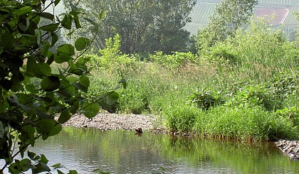Walking Tour: Thur biotope
