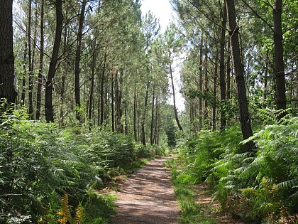 Balade à roulettes - Corbiac, la forêt de Saint Médard en Jalles (1)