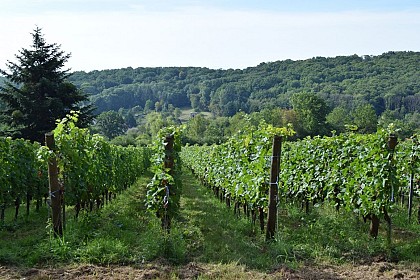 The "Gottestal" wine trail